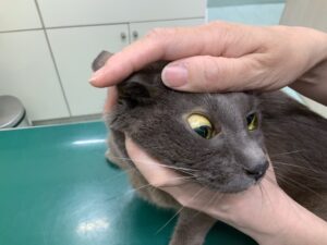 黄疸の猫
